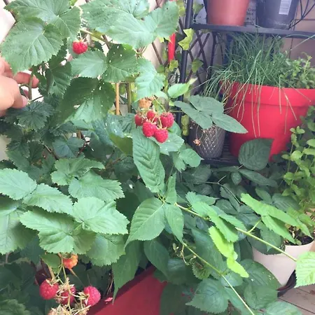 Ma Terrasse A Belleville - Chez Yoyo Paris